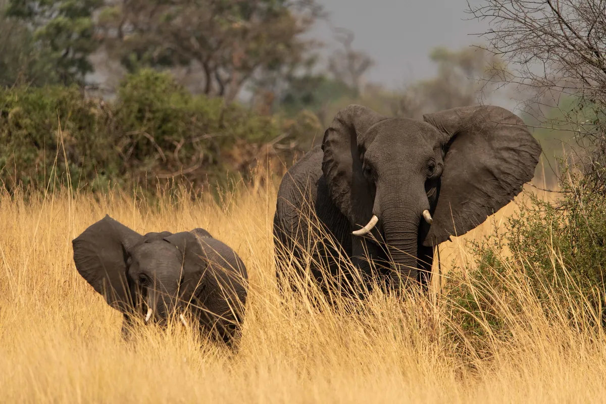 North Island Okavango — photo 23