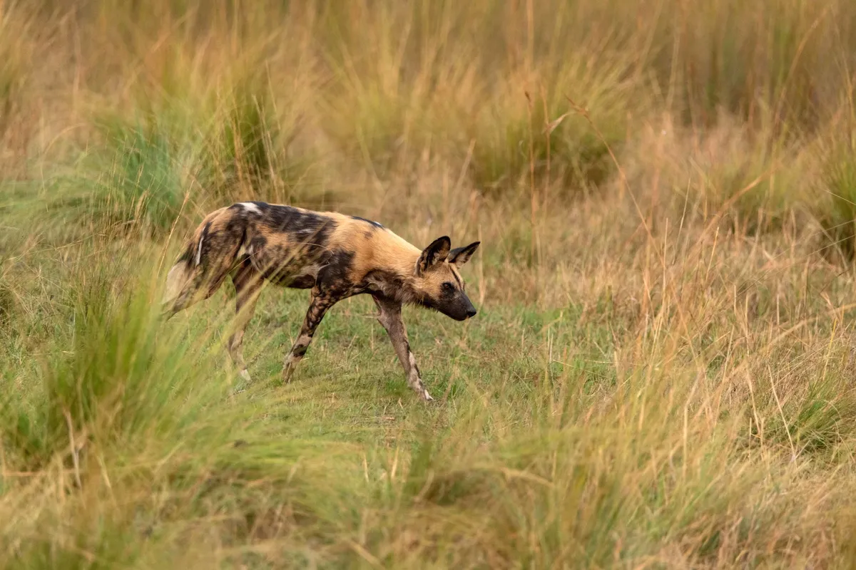 North Island Okavango — photo 25
