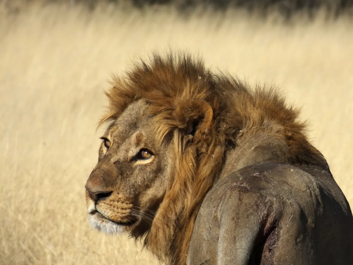 North Island Okavango — photo 29
