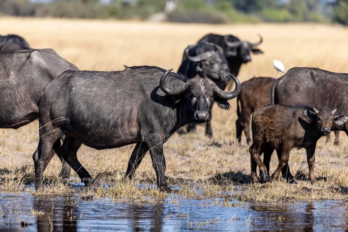 North Island Okavango — photo 35
