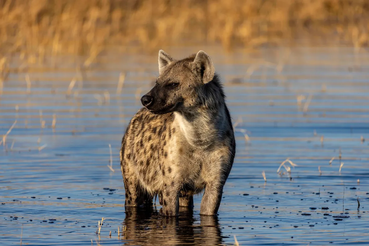 North Island Okavango — photo 38