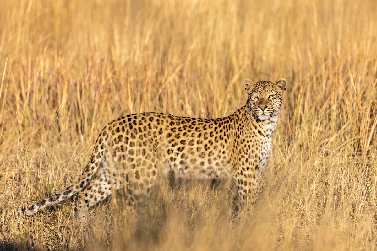 North Island Okavango — photo 39