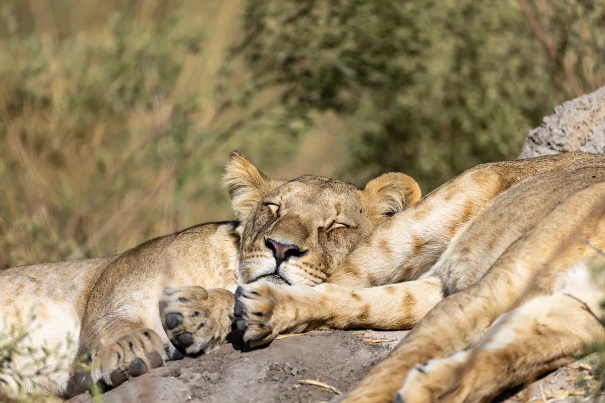 North Island Okavango — photo 40
