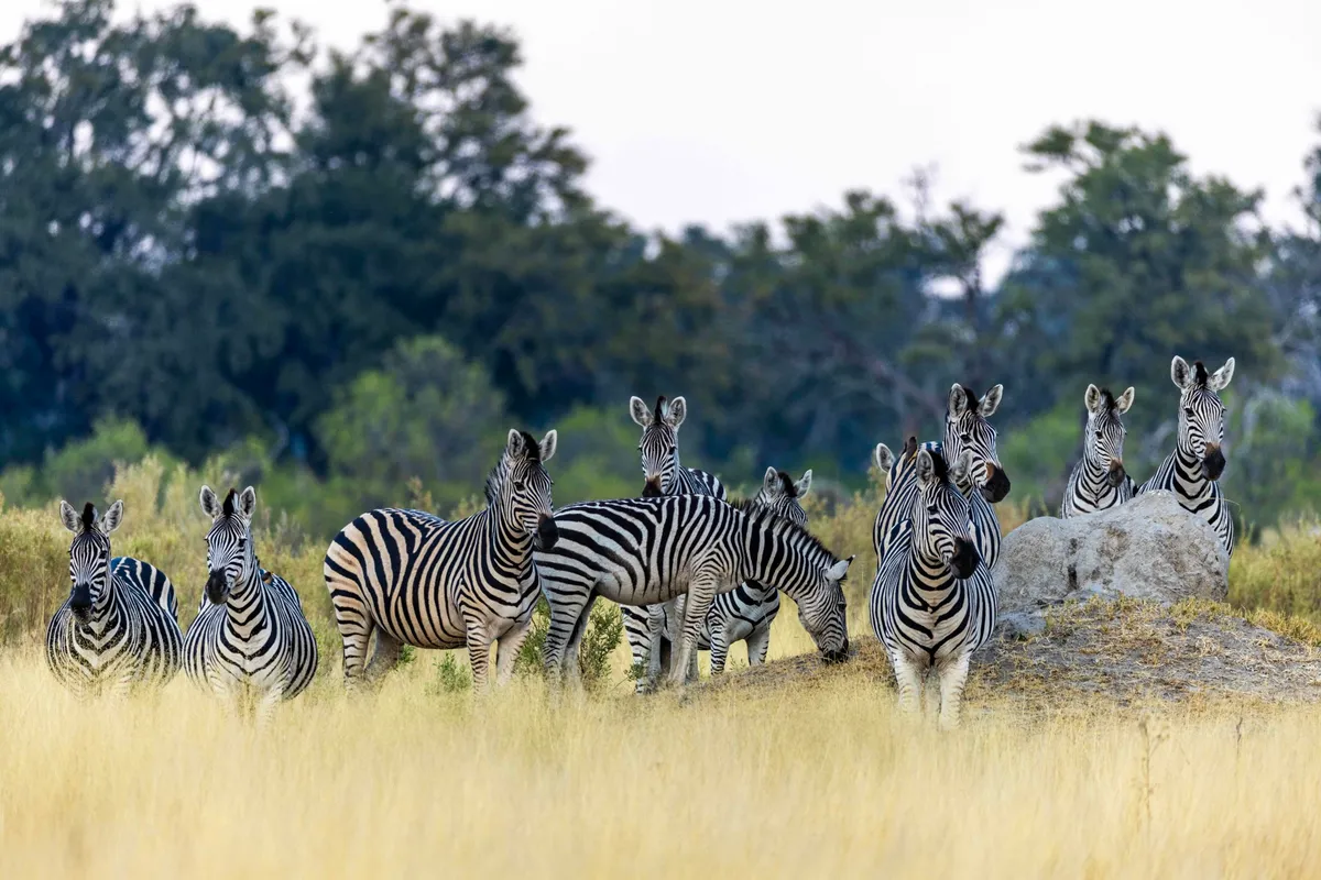 North Island Okavango — photo 42