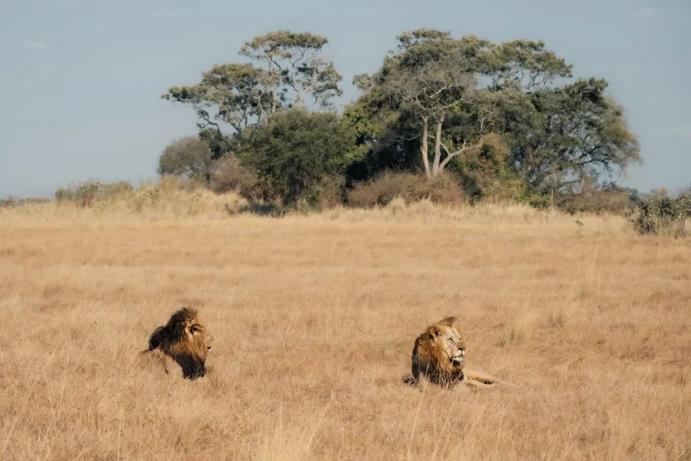 Ntemwa-Busanga Camp, Kafue, Zambia