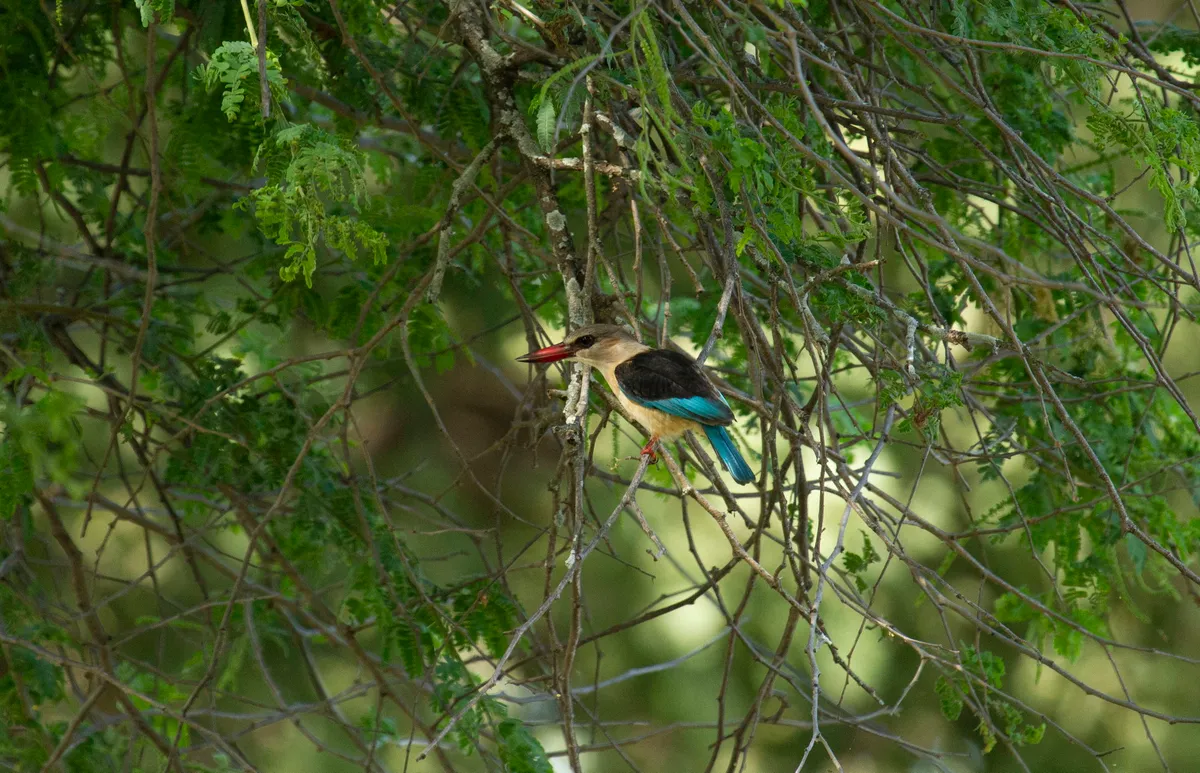 Nyamatusi Camp — photo 16