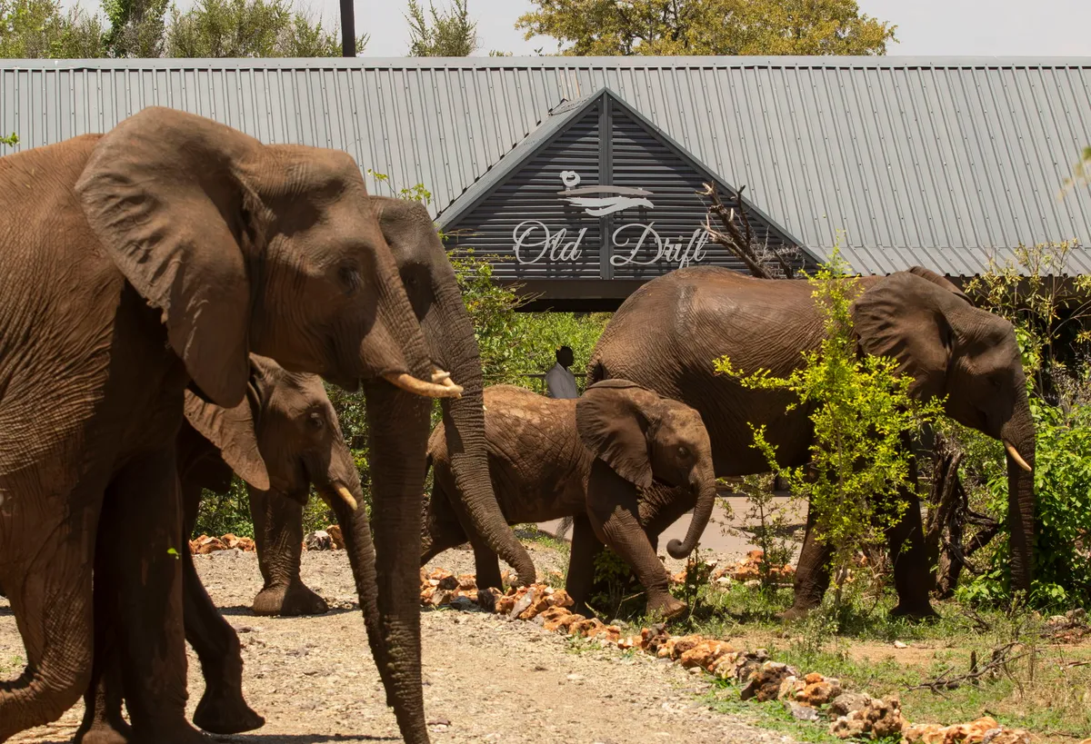 Old Drift Lodge — photo 36