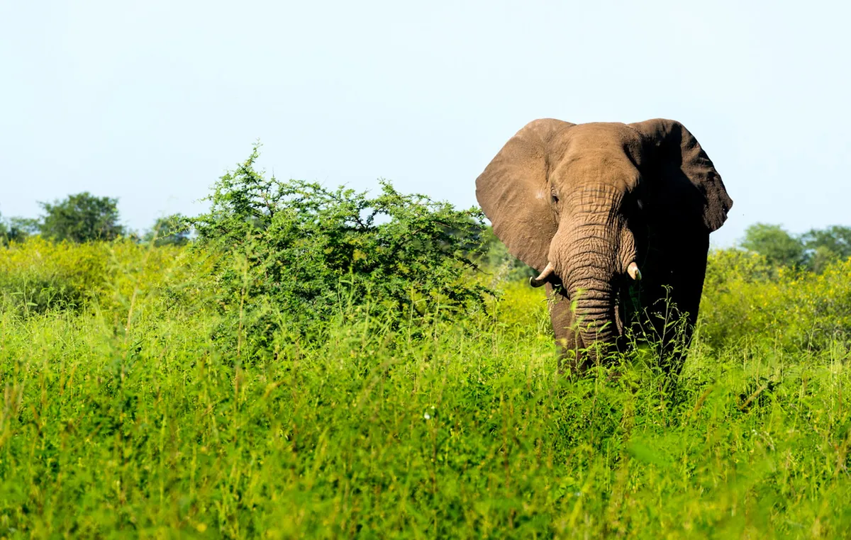 Pamushana Lodge — photo 77