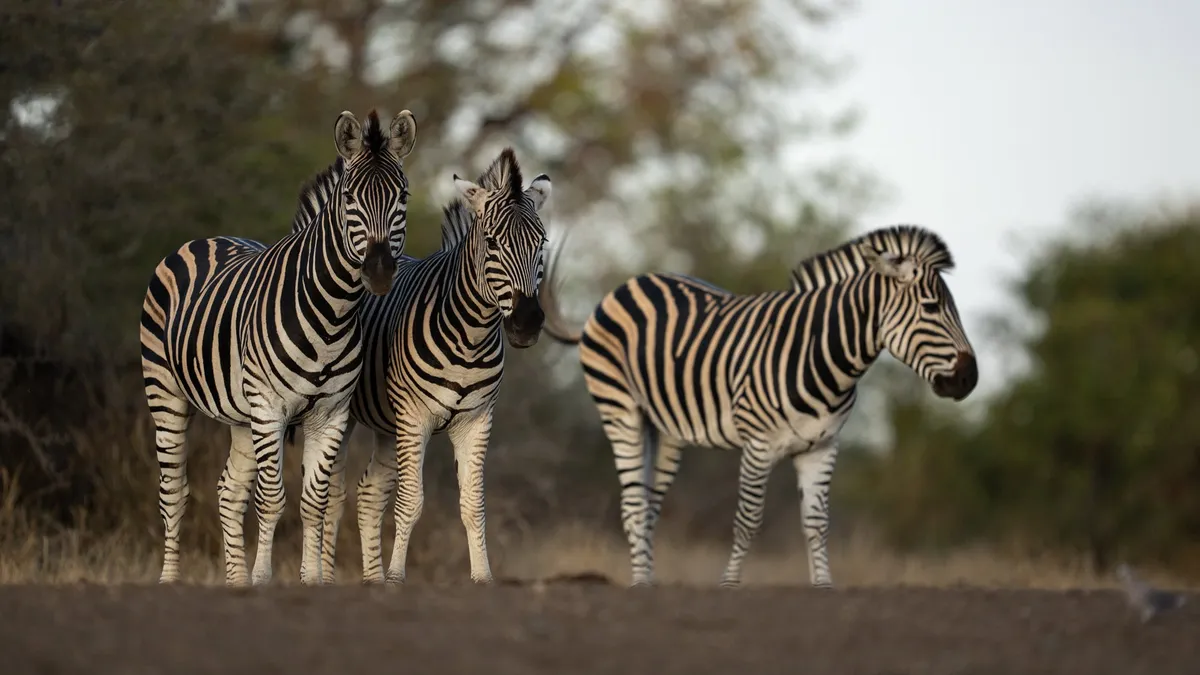 Pamushana Lodge — photo 78