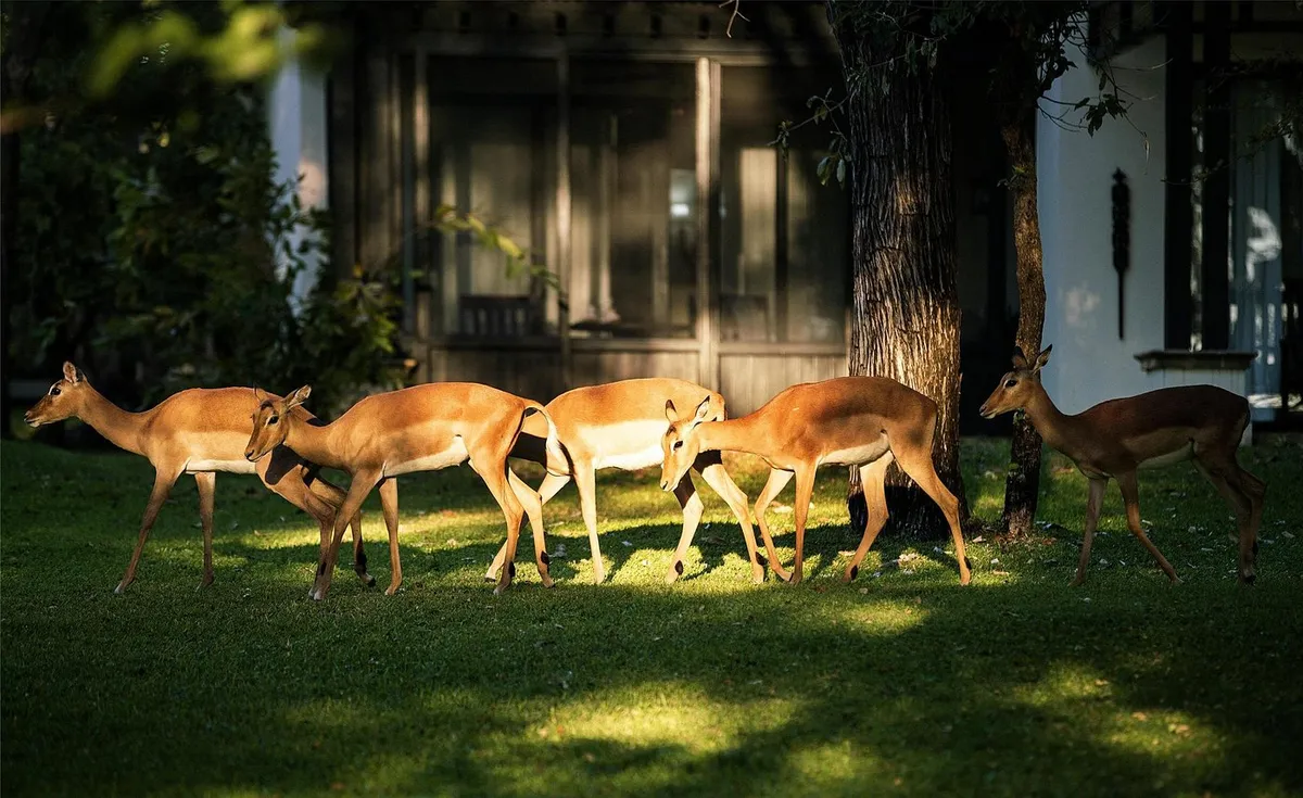 Royal Livingstone Victoria Falls Hotel by Anantara — photo 10