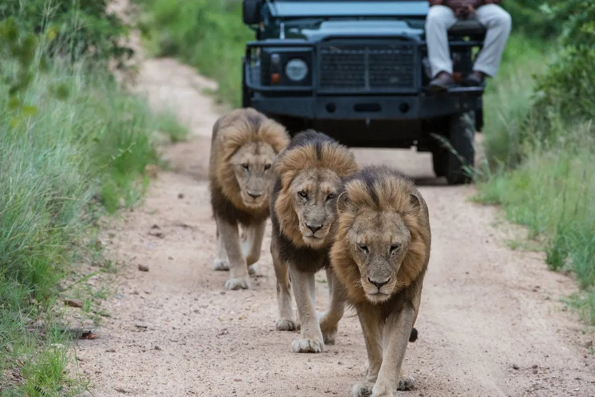 Sabi Sabi Bush Lodge — photo 43