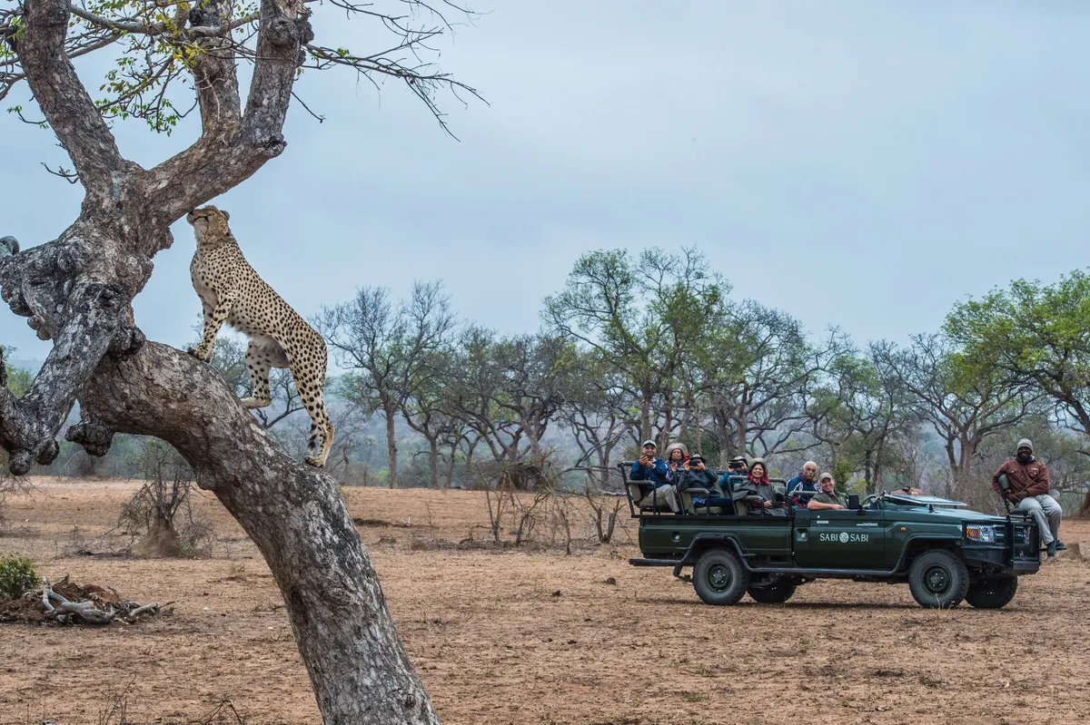 Sabi Sabi Bush Lodge — photo 44