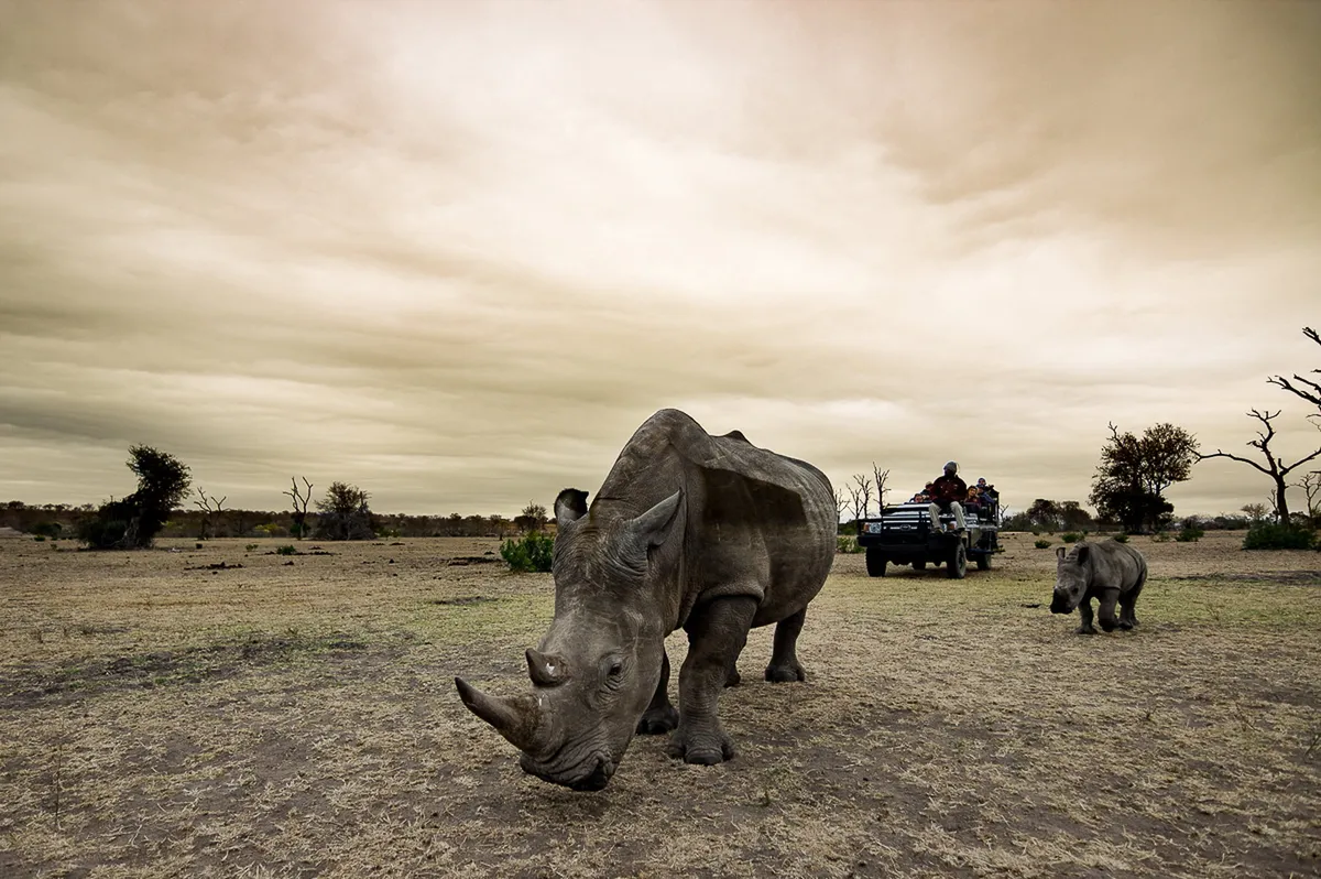Sabi Sabi Bush Lodge — photo 45