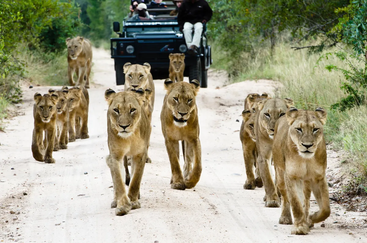 Sabi Sabi Bush Lodge — photo 47