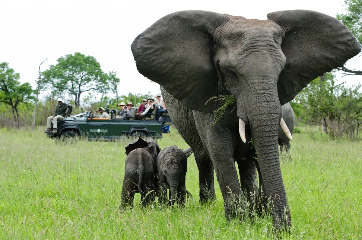 Sabi Sabi Earth Lodge — photo 32