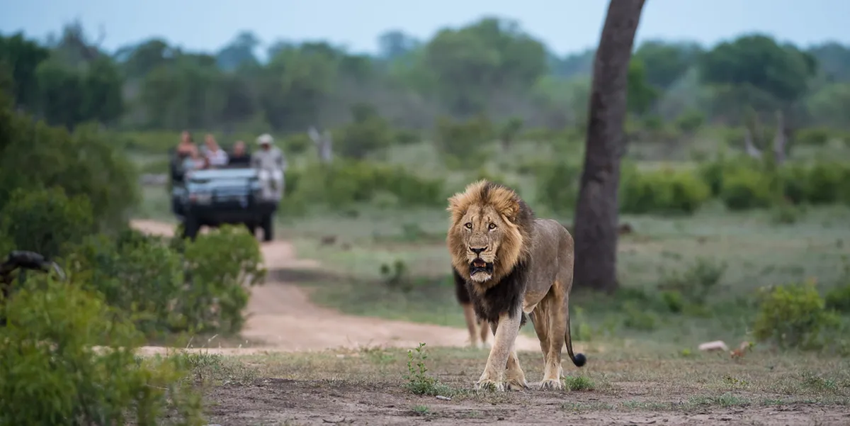 Sabi Sabi Earth Lodge — photo 34