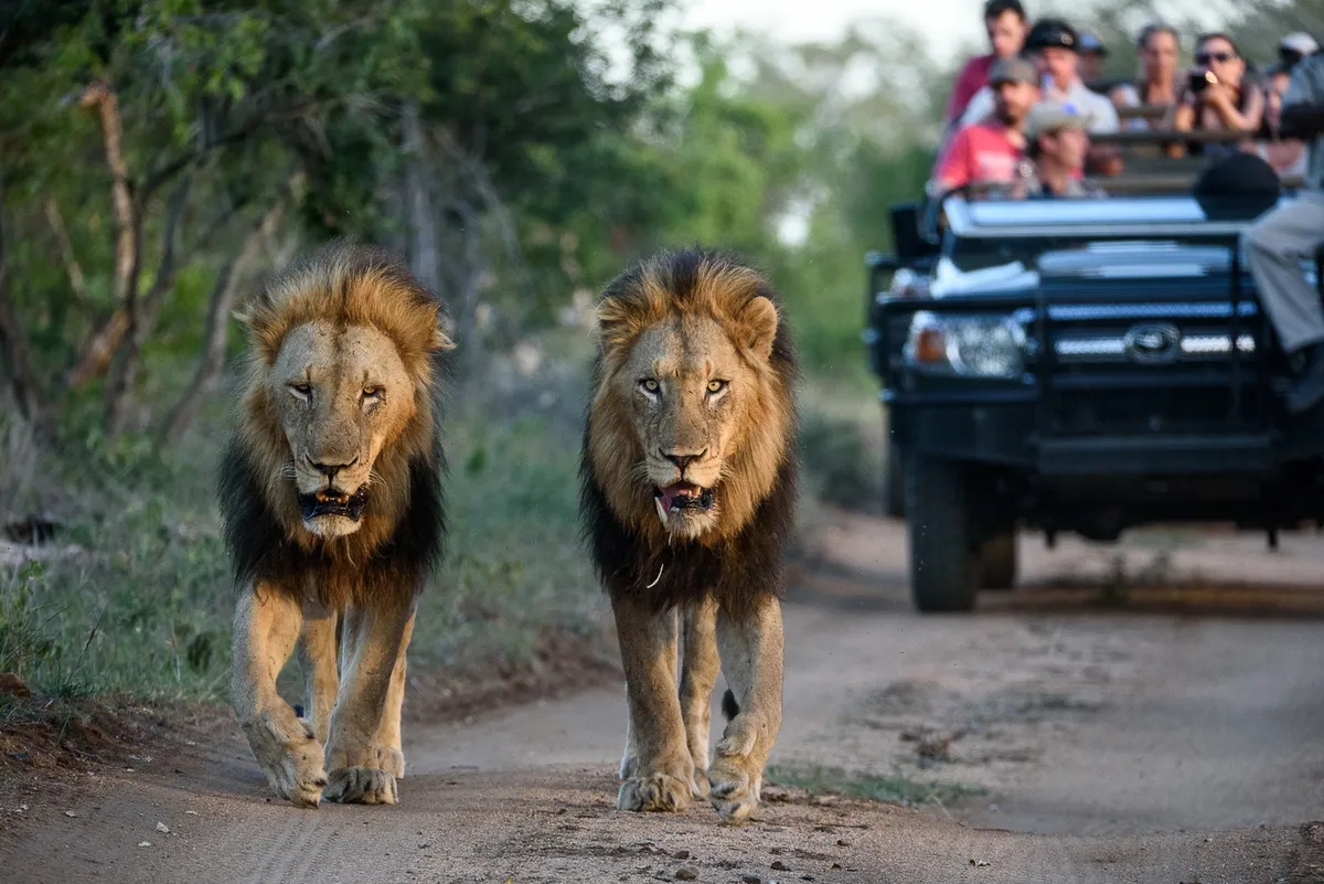 Sabi Sabi Earth Lodge — photo 35