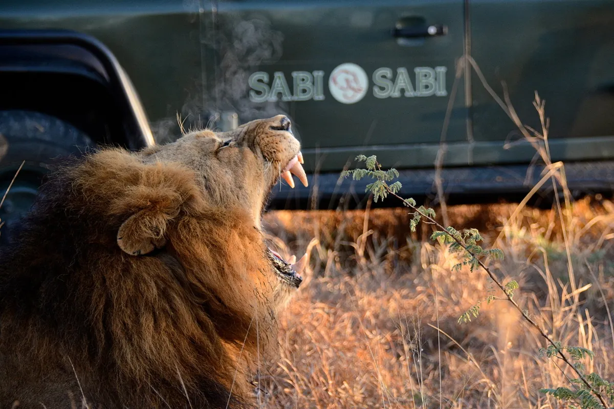 Sabi Sabi Earth Lodge — photo 38