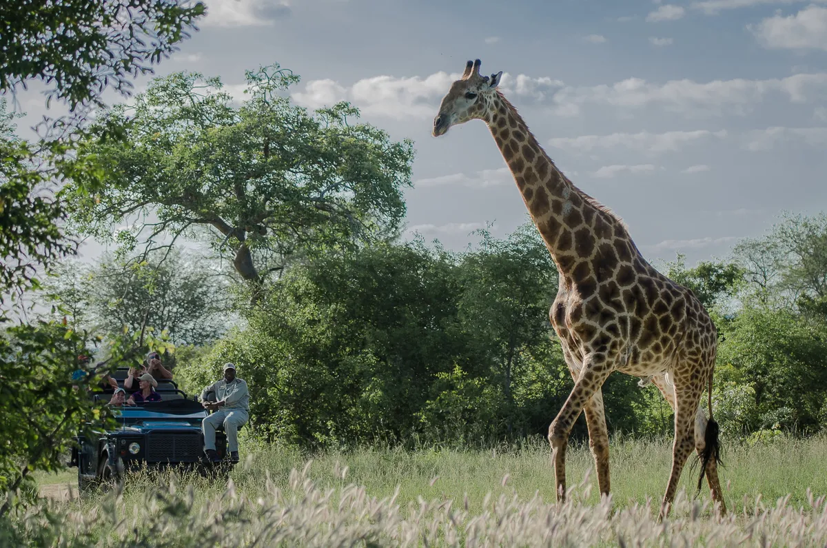 Sabi Sabi Earth Lodge — photo 39