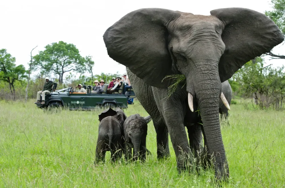 Sabi Sabi Selati Camp, Sabi Sand (Greater Kruger), South Africa