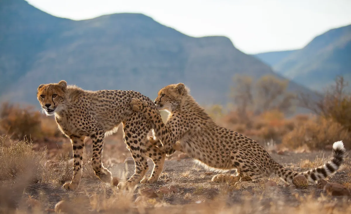 Samara Karoo Lodge — photo 4