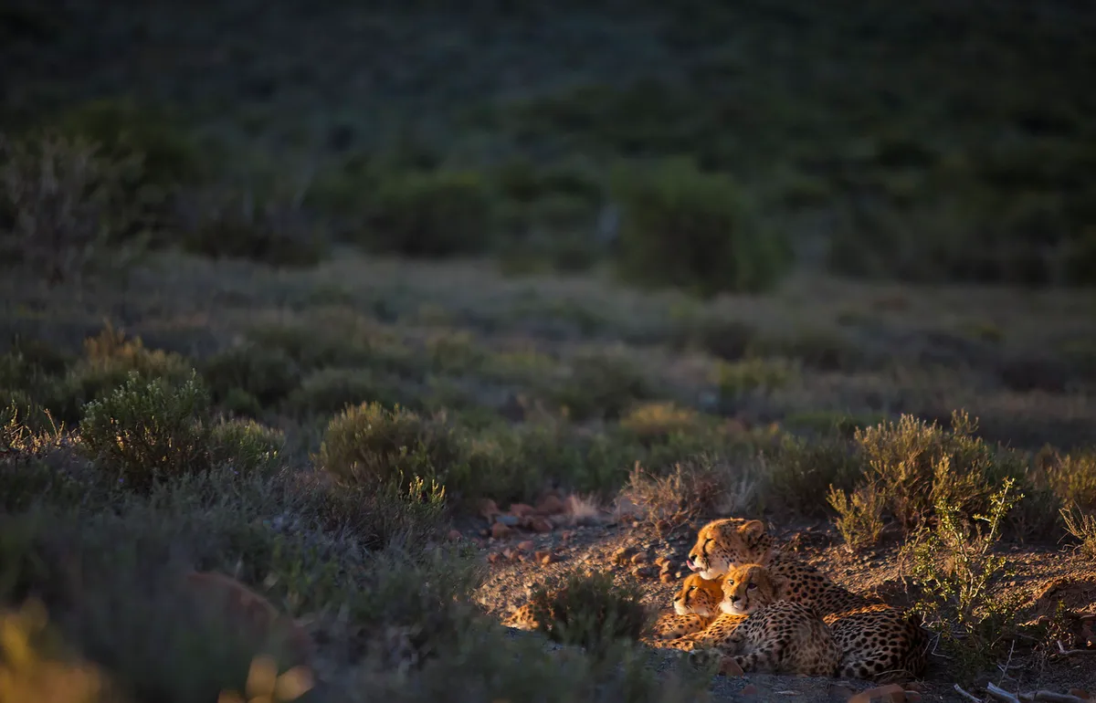 Samara Karoo Lodge — photo 66