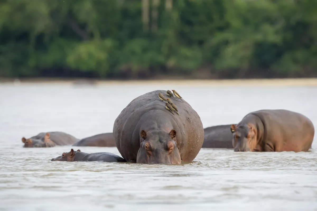 Sand Rivers Selous — photo 23