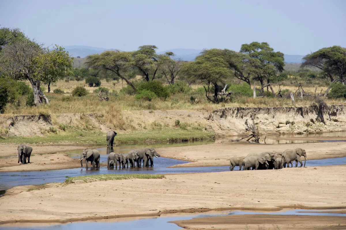 Sand Rivers Selous — photo 28