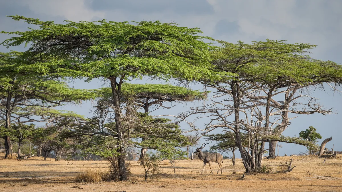 Sand Rivers Selous — photo 29
