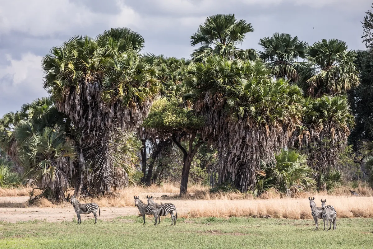 Sand Rivers Selous — photo 32