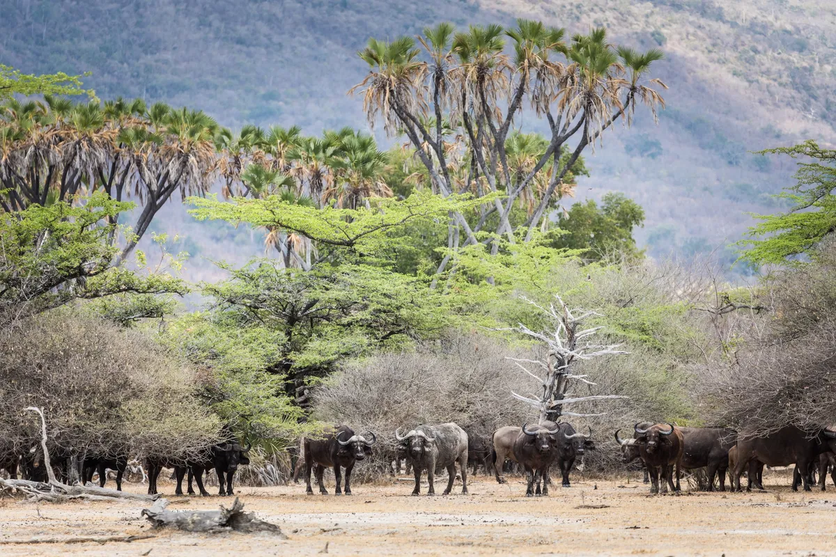 Sand Rivers Selous — photo 33
