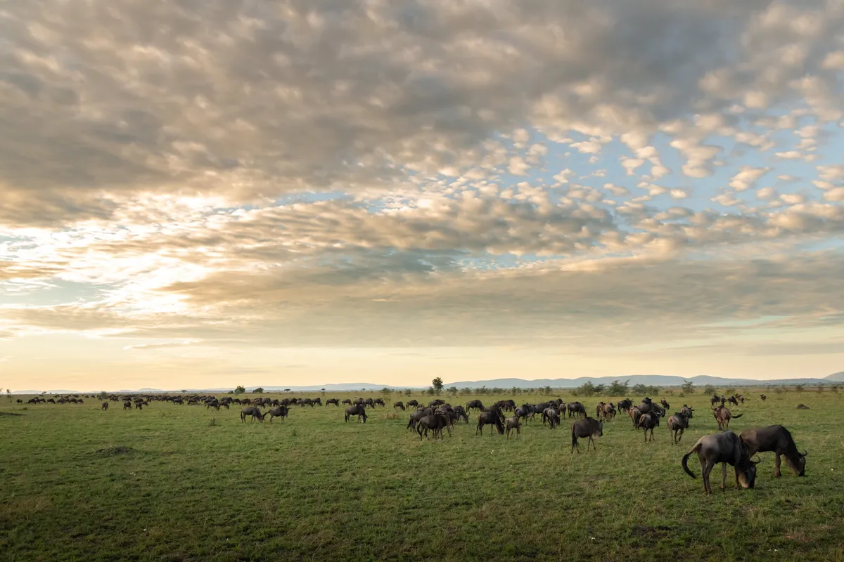 Serengeti House — photo 30