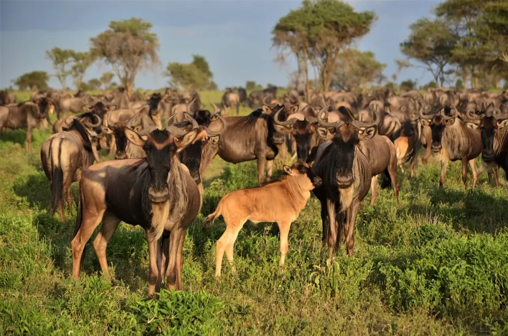 Serian's Serengeti South, Serengeti (South / Ndutu), Tanzania