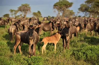 Serian's Serengeti South, Serengeti (South / Ndutu), Tanzania