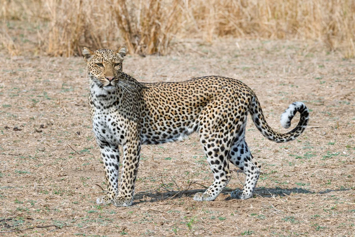 Shawa Luangwa Camp — photo 28