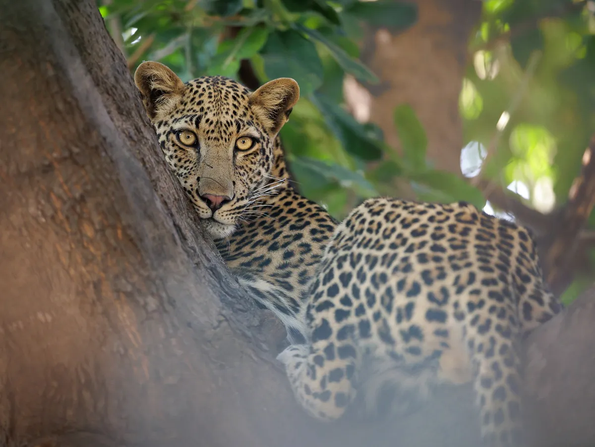 Shawa Luangwa Camp — photo 41