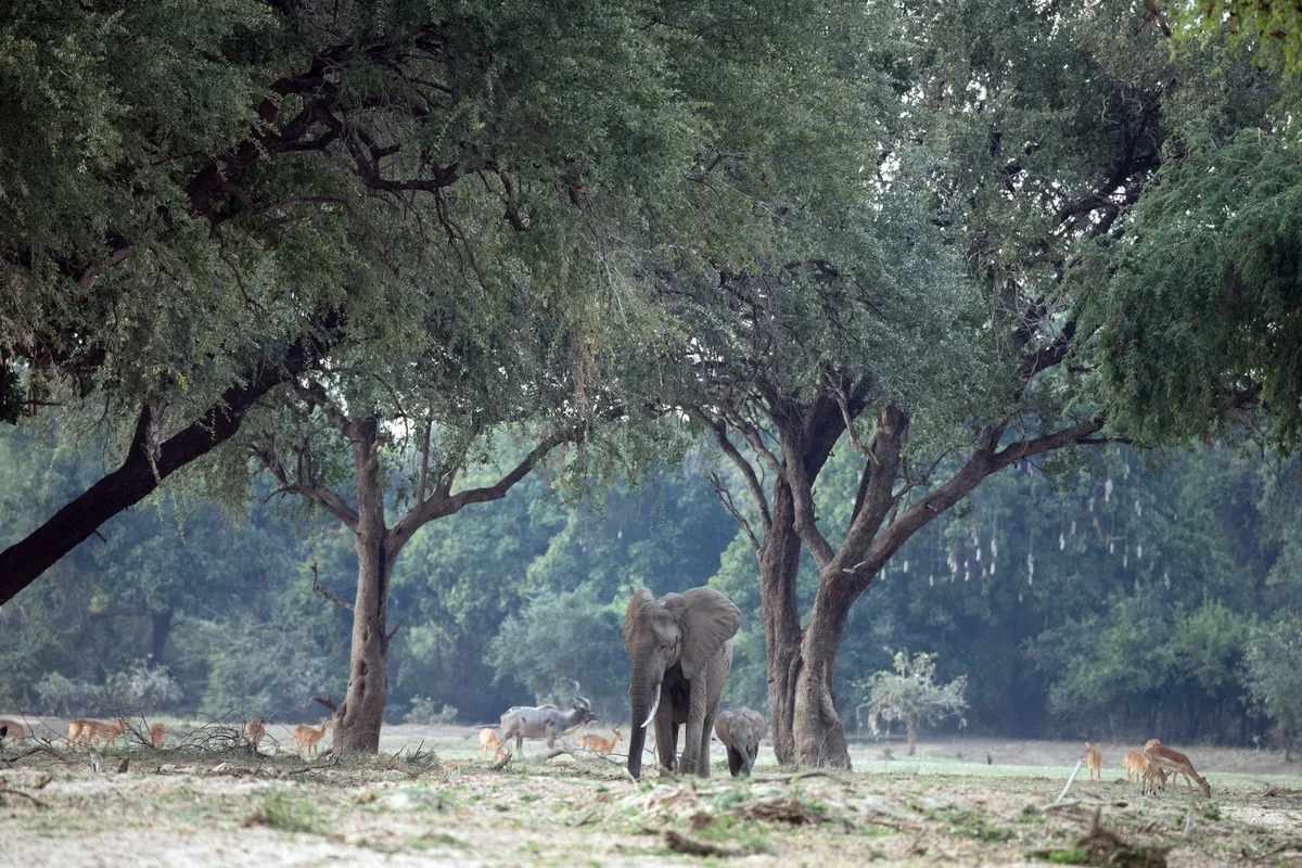 Shawa Luangwa Camp — photo 46