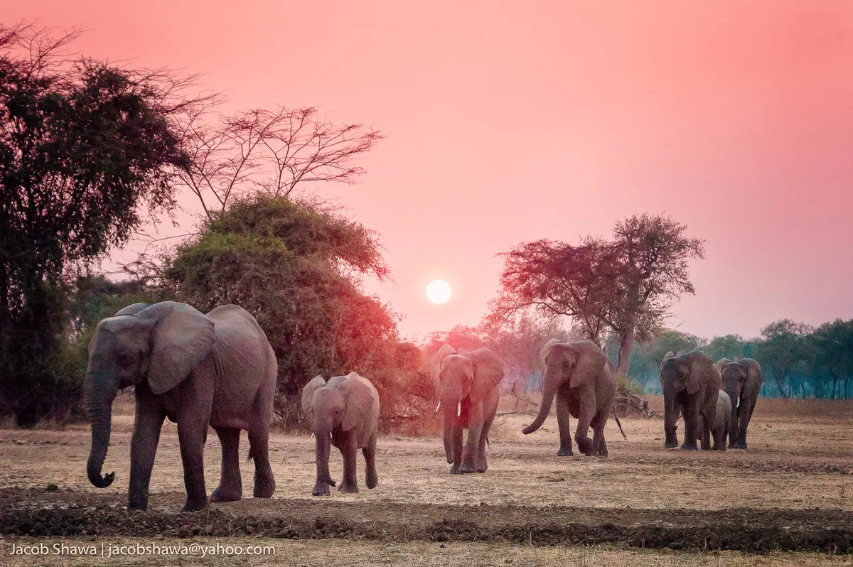 Shawa Luangwa Camp — photo 49