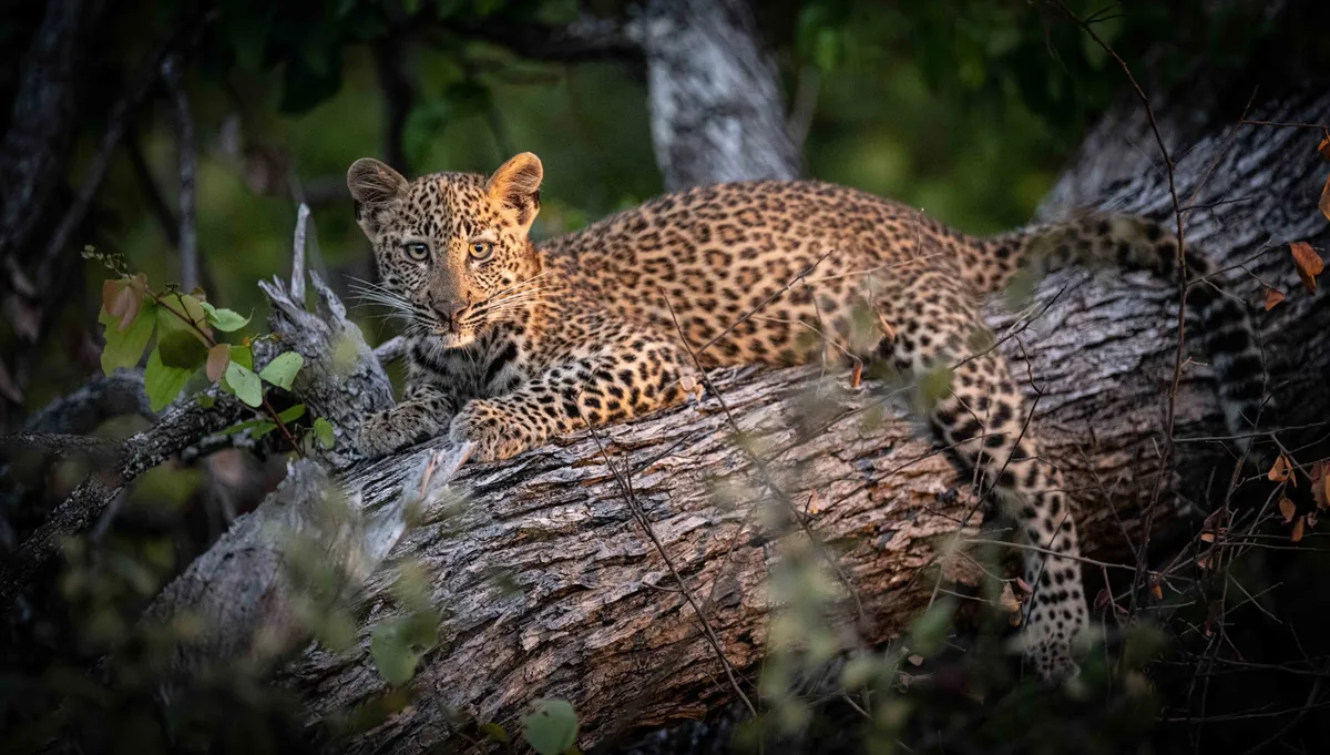 Shawa Luangwa Camp — photo 58