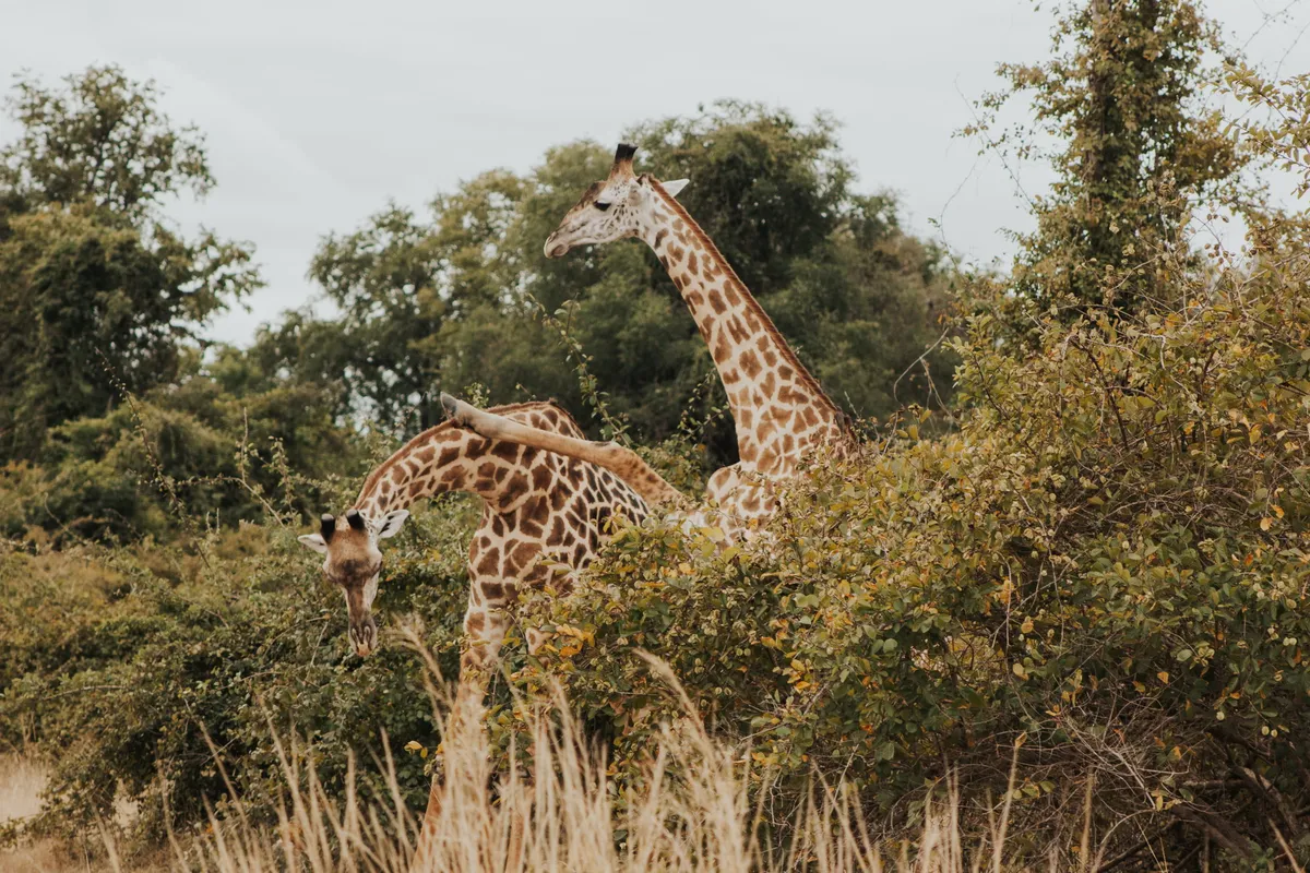 Shawa Luangwa Camp — photo 59