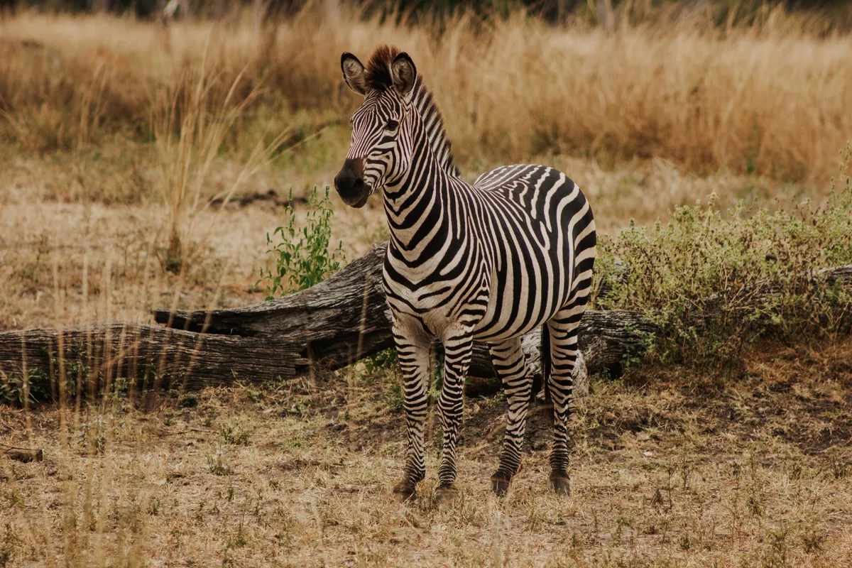 Shawa Luangwa Camp — photo 60