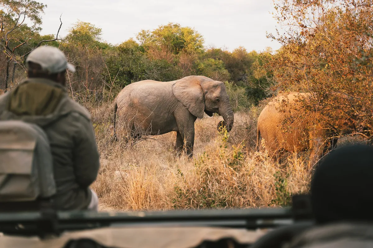 Simbavati Hilltop Lodge — photo 26