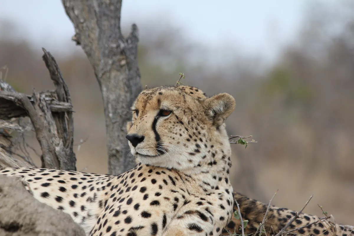 Simbavati River Lodge — photo 25