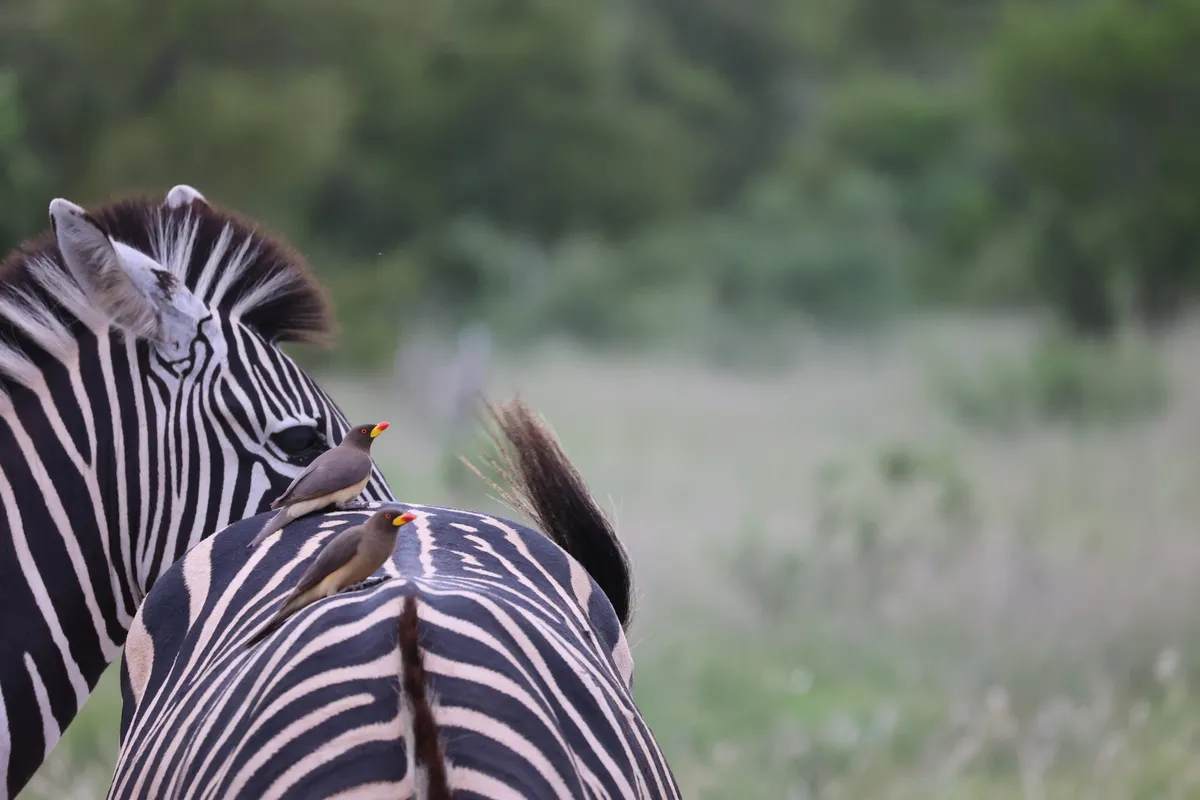 Simbavati River Lodge — photo 26