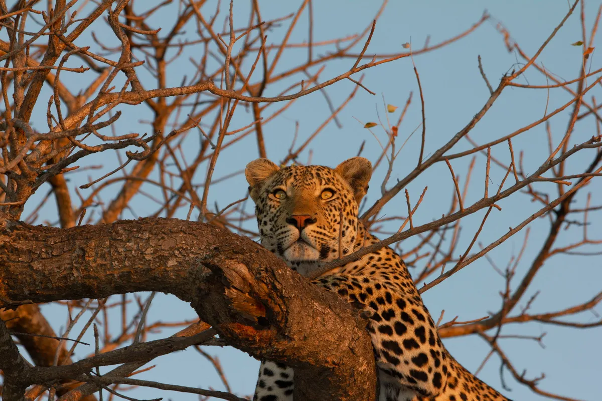 Simbavati River Lodge — photo 27