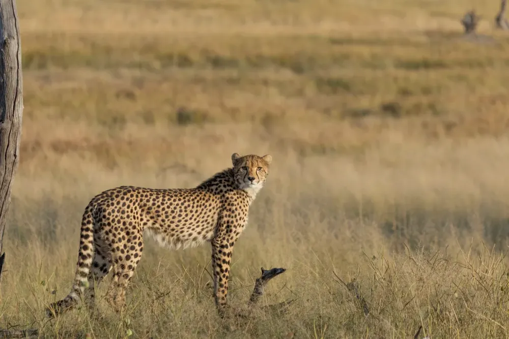Somalisa Acacia, Hwange National Park, Zimbabwe