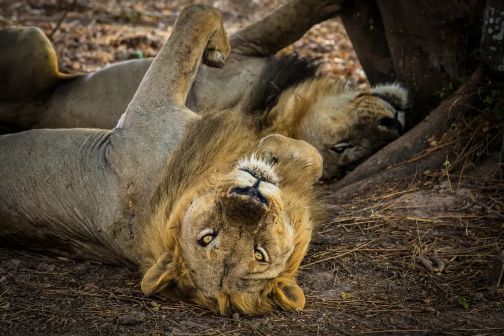 South Luangwa