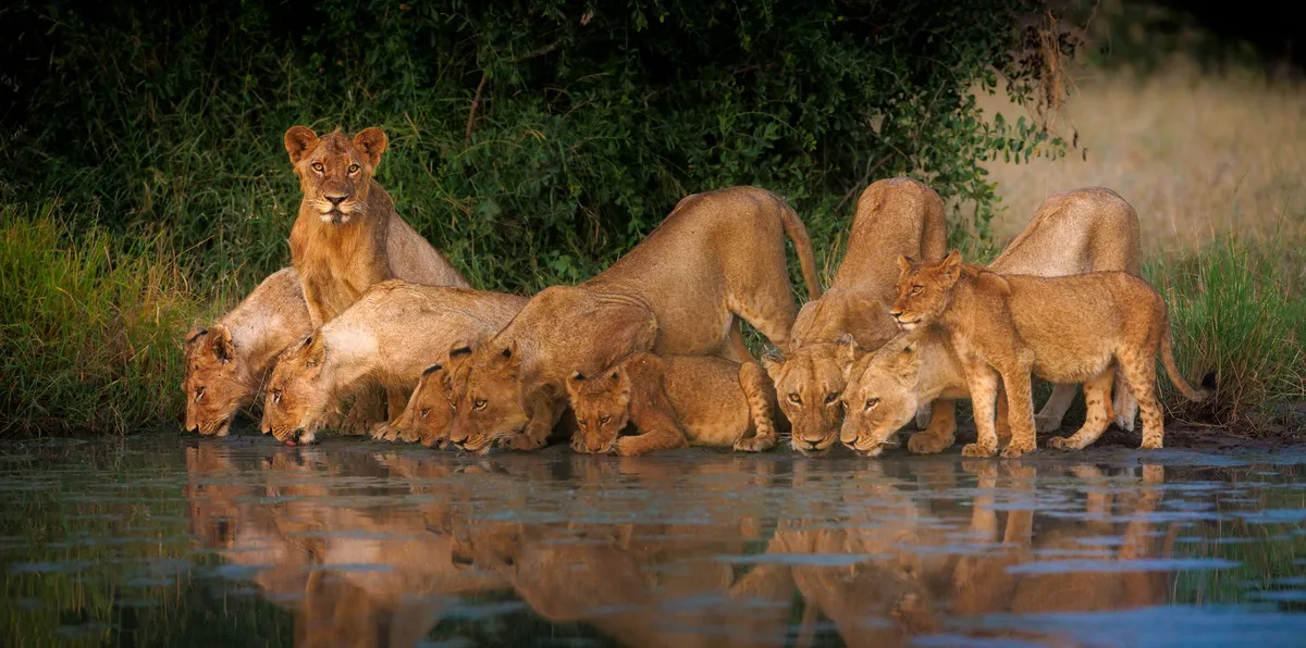 Tanda Tula Safari Camp — photo 11
