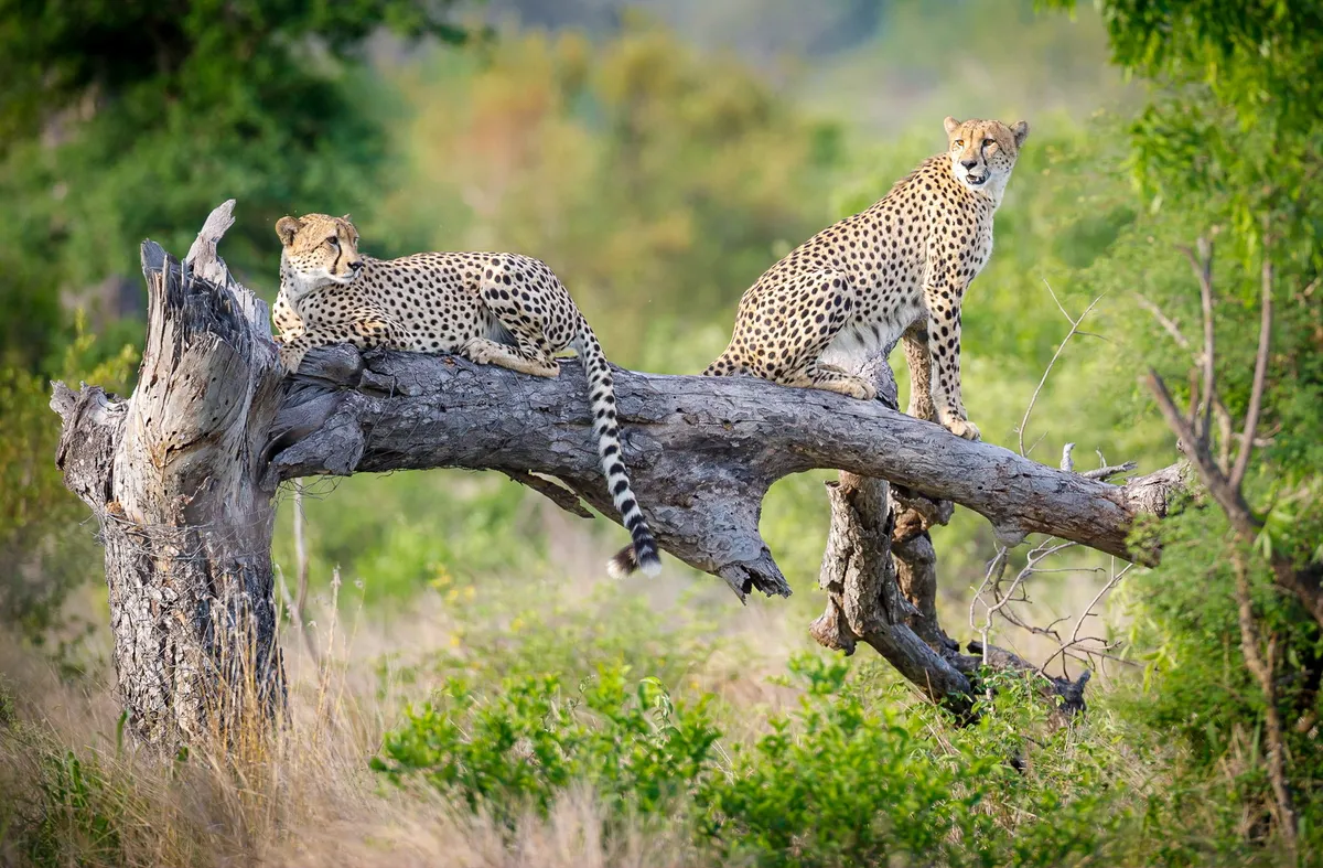 Tanda Tula Safari Camp — photo 12