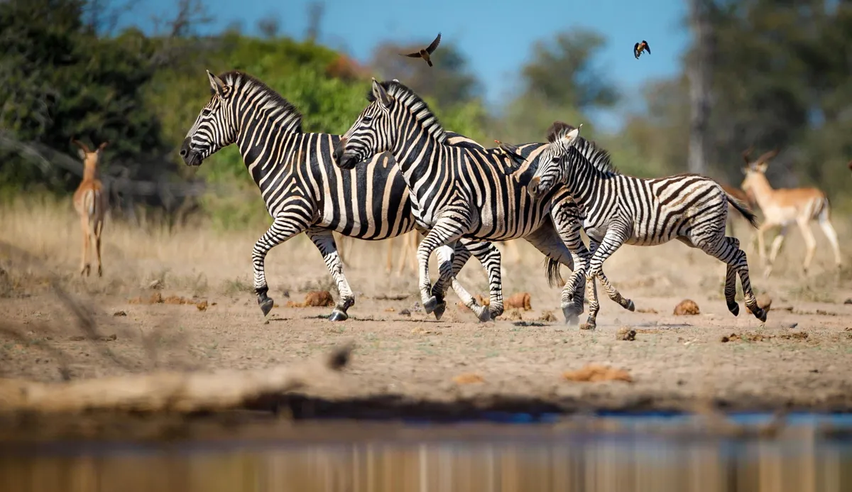 Tanda Tula Safari Camp — photo 25